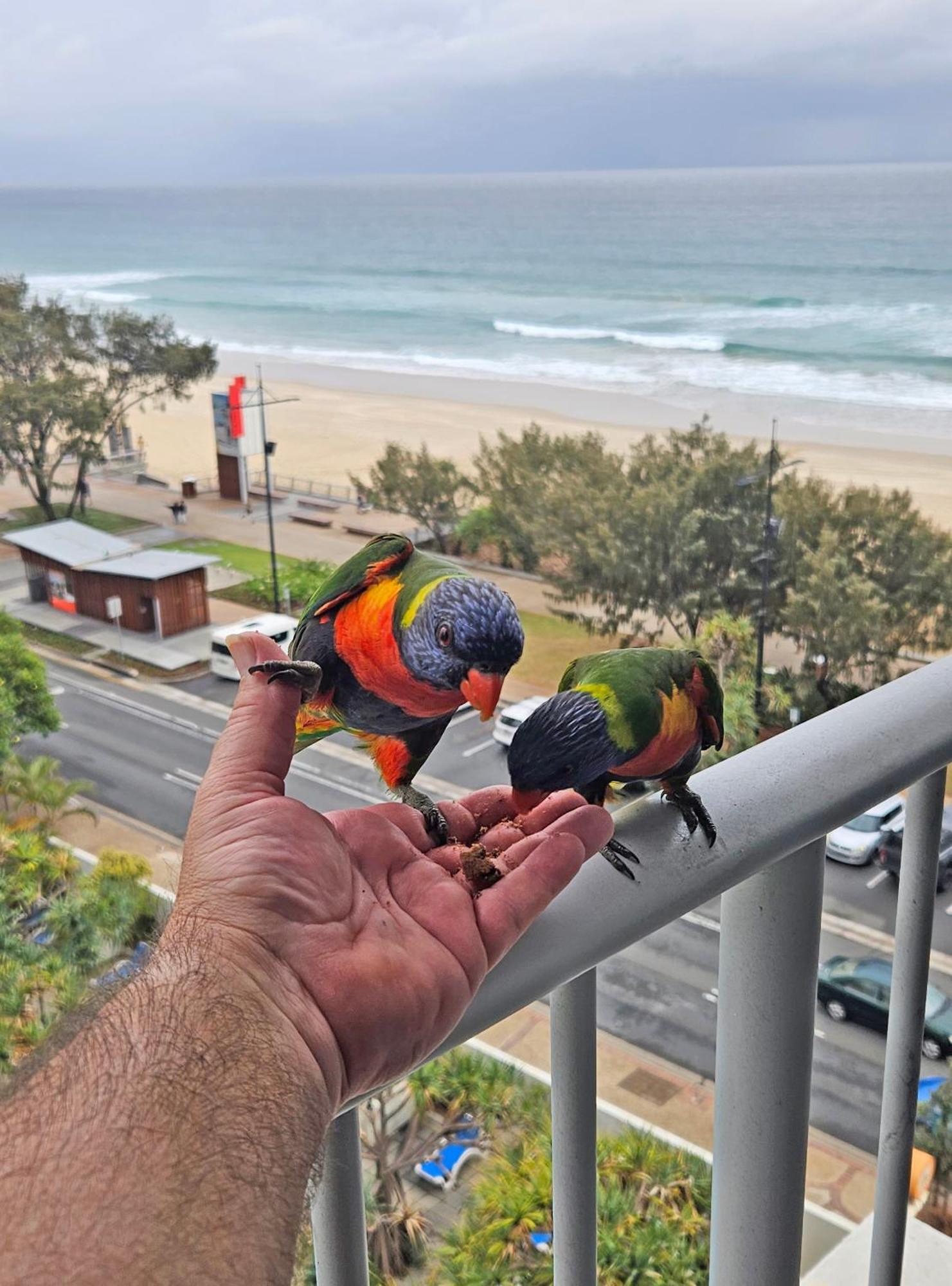 Beachfront Studio ゴールドコースト エクステリア 写真